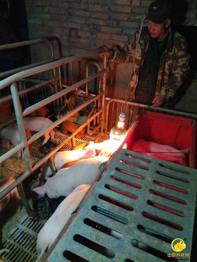 每天都在关注，这群小猪娃的生长情况，这就是命，自己踏踏实实的干，不投机倒把，就是老爹作为一个党员的一直坚守的信念，有人给出过点子，但都被拒绝了，有手有脚，自己能干，把机会给人家吧，咱不是无私，是自觉