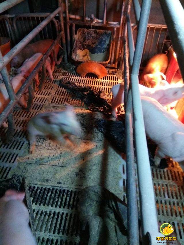 没有充足的资金去购买更多先进的设备，没有任何外来资金，都是自己一步步的起来的，说好的扶持呢?都是空话，真正养猪的有几个拿到了所谓的补贴，真正拿补贴的有几个知道怎么养猪的?哎