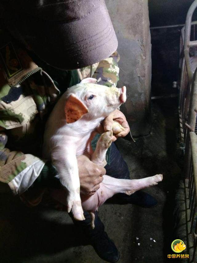 确实有病了，就得治，有人说人病烧钱，但是猪病起来，没有个几十百十块，确实很难看好，但是养个猪能赚多少钱呢，猪娃也是有生命的，舍不得它病了不给它看，但是。。但是