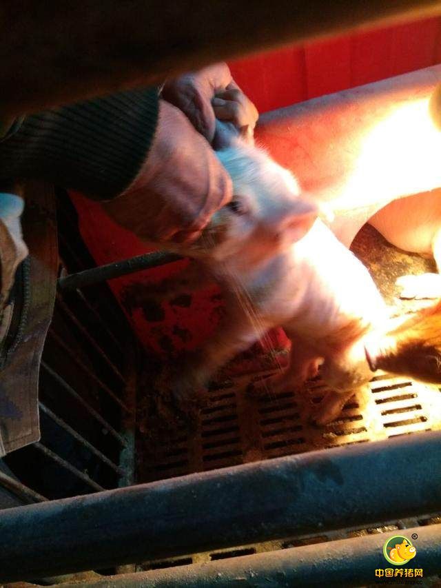 吃不下饲料，就用手喂，哪怕吃一点点，就有活下去的希望，就不会放弃。身为养猪人，身为农村人，农村苦只有我们自己能懂，凌晨了，终于可以休息了，明天的工作还要继续，生活还的自己努力，猪价已经低到不能再低，跟老爹商议着，过了这个年，就不养了吧，随便找个工作，也比这个轻松，我的稿费不多，但是爷俩生活应该没问题吧