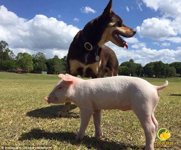 刚开始，这里的狗狗们对于小猪的靠近持观望态度，还没有打算收它“入伙”。