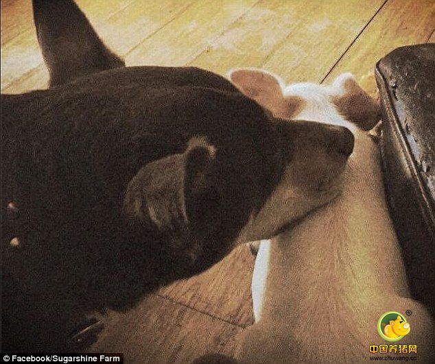 Nelder说：“我们最初以为小猪会很快融入猪群内，没想到它非常喜欢狗。”