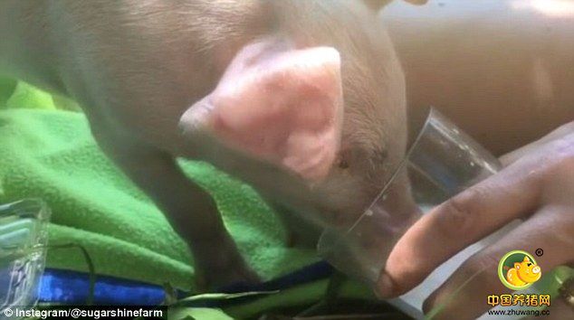 虽然小猪花了很多时间与狗为伴，但是它会跟其他的猪一起吃早饭。