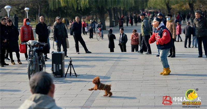 每当音乐响起，王智就熟练地跟随节拍舞动起来。无论节奏快慢，他都能将自己的舞蹈动作收放自如。
