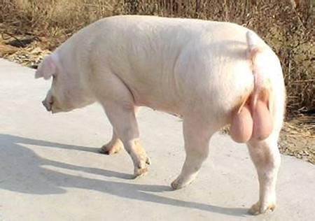 2016年12月9日全国各地区种猪市场最新价格行情