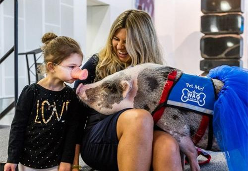 美国首只“机场辅助治疗猪”上岗 给旅客带去欢笑