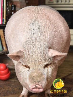 据英国《每日邮报》12月6日报道，11月24日，Haggata家的爱犬斯凯(Skye)去世了，与其日夜相处的猪宝宝Savvi难忍哀痛，满面悲伤，令人动容。更令人惊叹的是，长时间与牧羊犬斯凯相伴的小猪Savvi已经完全视自己为一只家犬。