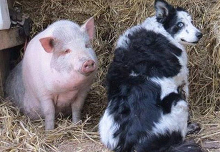 英国猪宝宝哀痛离世牧羊犬 悲伤表情令人动容