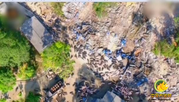 据现场航拍影片可见，上千头猪失去容身之所后，在原养殖场附近的山头觅食。据悉，当地街道办和县环保局、县畜牧局等部门组成非法禽畜养殖场清拆执法队，对辖区非法养殖场开展集中清拆行动。行动前，当地街道已提前对辖区内非法养殖户发出告知书，要求他们于12月6日前处理场内禽畜，自行清拆圈养禽畜的建筑。