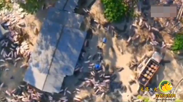 图为航拍上千头猪满山奔跑。