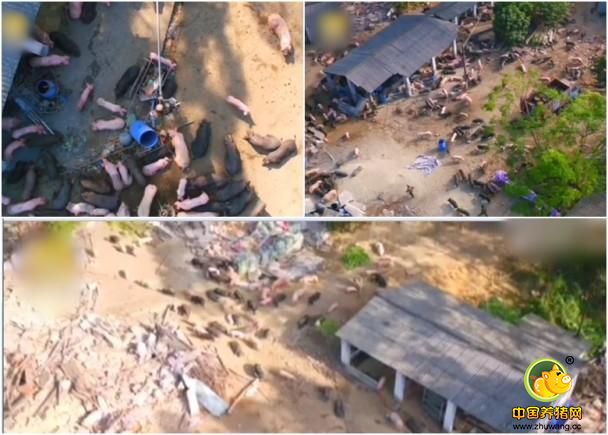 图为航拍上千头猪满山奔跑。