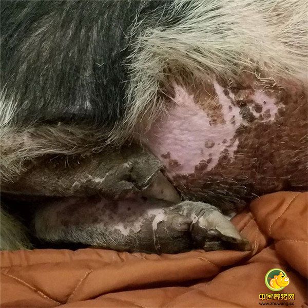 经历一场无妄之火，查尔斯双眼通红，四个蹄子都烧伤了，还吸进很多滚烫的烟尘，内脏受损。不能自己进食，查尔斯被送进宠物医院后只能啜饮流食，但它也算是坚强地活了下来。