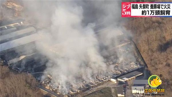 大火用了3个小时才扑灭（视频截图）