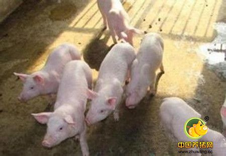 规模化电子游艺网站
如何防治保育阶段后期的呼吸道病