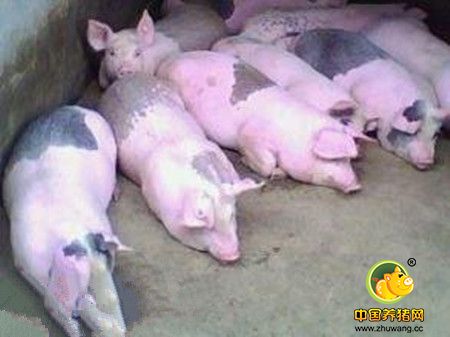 养电子游艺网站
内保育仔猪呼吸道疾病危害的应对