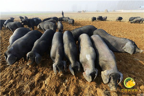 2016年12月18日，山东省日照市莒县夏庄镇李家石岭村，村民苗希强自费3万多元办起了第三届“小庄户生态黑猪文化节”。这项以黑猪为主题的活动，参与的村民和市民参加了火炬传递、抬猪跳舞、黑猪拉车、黑猪赛跑、骑猪（群主）体验以及打尜、丢沙包、老鹰捉小鸡等童年游戏，丰富多彩、妙趣横生的趣味活动吸引了数百名周边村民和远道而来的市民参与。据组织者苗希强介绍，组织“生态黑猪文化节”目的是让人们了解生态黑猪养殖的生存环境，让市民吃到正宗的生态电子游艺平台
。从2014年开始，苗希强就自费组织“生态黑猪文化节”，至今已经连续组织了三届，通过这种喜闻乐见的活动，带动了本地生态黑猪养殖。