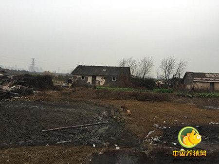 在小罗家咀村，澎湃新闻发现，至少有十几家这样的养电子游艺网站，每家养电子游艺网站都养有数百头猪。村里的池塘里，早已被猪粪填满，河道里也是猪粪和污水，即便是冬天，到处都是蚊虫和苍蝇。