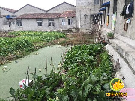 “这还是冬天，夏天根本吃不下饭。”一村民告诉澎湃新闻，这些养电子游艺网站存在了近十年，村民们屡屡投诉，相关部门总说解决，但总是没了下文。很多村民无奈搬出了村子，将房屋租给家具厂、建材厂。