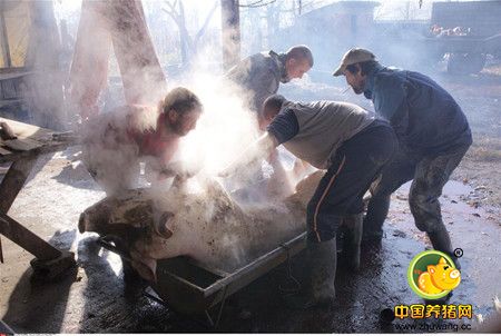 12月11日，在塞尔维亚贝尔格莱德以北的莫罗维奇，工人在一家传统宰电子游艺网站劳作。