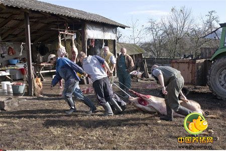 12月11日，在塞尔维亚贝尔格莱德以北的莫罗维奇，工人在一家传统宰电子游艺网站劳作。