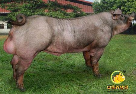 引进白种猪 进口大豆 进口电子游艺平台
 美国别高兴太早了！