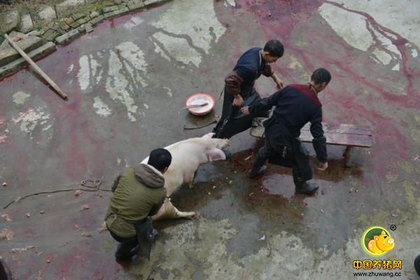 每年的农历冬月，就是这里杀年猪的高峰期。喂养大半年，农民终于等到了宰杀时期。屠夫把猪拖到院子里。