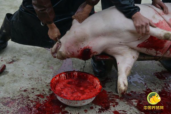 屠夫白刀子进红刀子出，动作十分麻利。大部分的猪血被收集，用来做血旺。