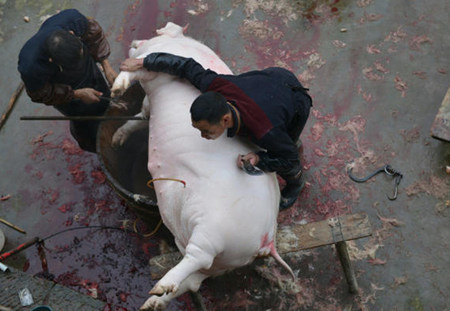 四川达州杀年猪 鲜血染红半个农田