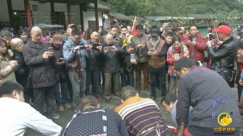 岁末年初，南川市的乡村旅游旅游推出了新玩法，在南川，年猪文化节正式开幕，古韵廊桥、天星小镇、十二金钗大观园、花芊谷、神龙峡这几个景区，每个周末设有固定的年猪宴，平均35元一人就能够参与看歌舞玩游戏、吃刨猪汤，体验最淳朴的乡村新年生活。