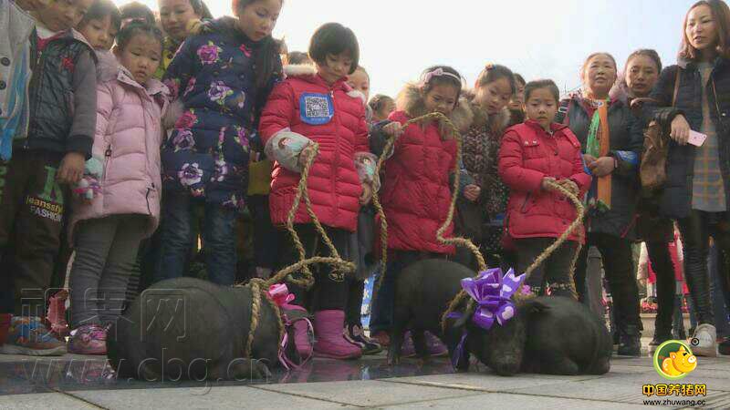 岁末年初，南川市的乡村旅游旅游推出了新玩法，在南川，年猪文化节正式开幕，古韵廊桥、天星小镇、十二金钗大观园、花芊谷、神龙峡这几个景区，每个周末设有固定的年猪宴，平均35元一人就能够参与看歌舞玩游戏、吃刨猪汤，体验最淳朴的乡村新年生活。