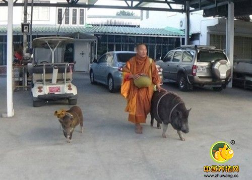 律实老死后，其弟“邵兰”就代替哥哥，同样如影随形。最近有信众再赠他另一只野猪“邵盛”，威猜驯猪有道，亦成功“感化”它。