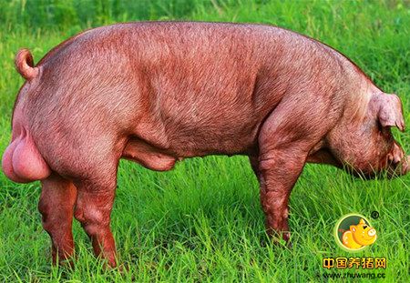 悲哀！高科技时代养电子游艺网站
再也没有了公猪的用武之地