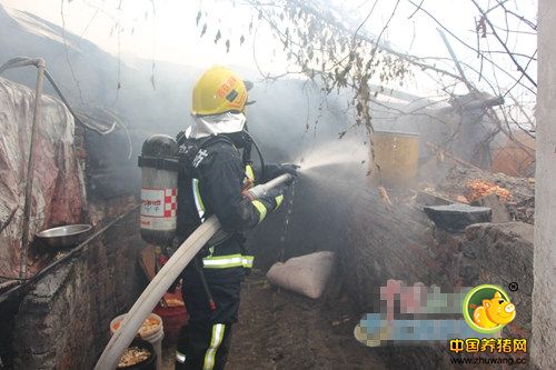 12月27日上午，吉安市吉安县敦厚镇厚丰村一房屋发生火灾，25头猪险些葬身火海。参与现场救援的消防官兵称，着火的房屋是用红砖砌墙，石棉瓦做的屋顶，旁边毗邻其它砖瓦房，且房顶上方有一根高压电线，如不及时扑救，火势一旦蔓延极有可能危及毗邻房屋和屋顶的高压电线。该房是户主用来做猪圈养猪用的，此时有25头生猪正处身处浓烟之中，旁边还堆放了大量干柴，如不及时扑灭大火，25头生猪将葬身火海。