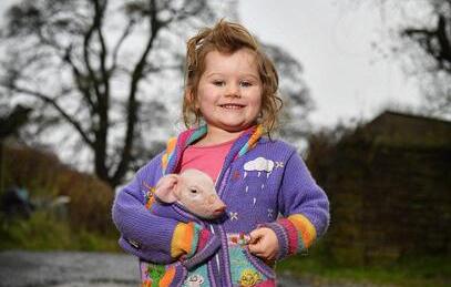 英农场3岁女童耐心照料小猪，母亲称其“猪语者”