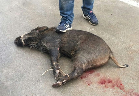 四猎犬小区内合力围捕野猪 上演现实版“犬猪大战“