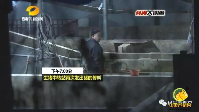 只见一名男子拿着夹子，往每头猪耳朵上钉记号耳牌，难道这就是猪惨叫的原因？