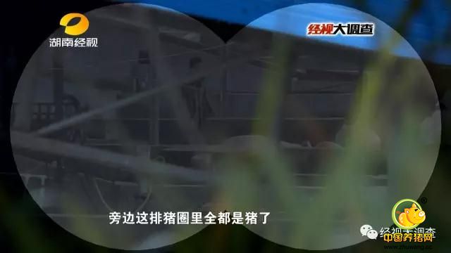 当天上午，记者赶到湘潭杨嘉桥镇，附近居民透露，猪的惨叫声就来自这家偏僻的生猪中转站。此时，生猪中转站里静悄悄的。