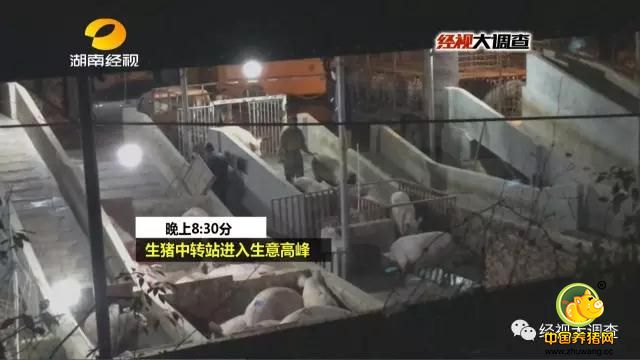 突然变胖的生猪，凄惨的猪叫声，难道这个生猪中转站在给生猪灌胃增重？如果真是这样，这无疑违背了市场经营诚信，而人为给猪暴力灌胃，也会造成生猪的非正常死亡，这样产生的死电子游艺平台最终也可能因为利益驱使而上了市民餐桌。