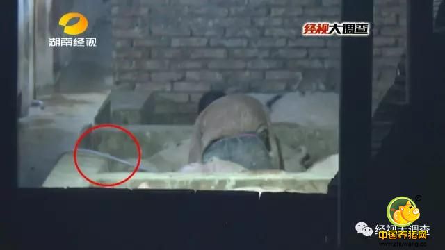 随后，两名男子合作，开始对生猪进行“加工”。此时，猪圈里挤着上百头猪，猪圈的旁边有一个压力装置和猪潲缸，猪潲缸里满是泥黄色的物质。只见一名男子控制压力装置，用软胶管从猪潲缸里抽出泥黄色浆体，另一名男子拿起塑胶管另一头，撬开猪嘴直接塞进猪的食道里。