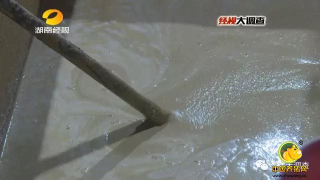 里面的猪圈旁边这台压力装置已经装满黄色泥浆正在工作，一名男子拿着塑胶管正在里面的猪圈灌猪。眼前这十几头猪此时都肚子鼓鼓的，精神萎靡，有的半蹲着，有的直接趴在了地上。