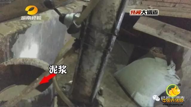 眼前的黄色泥浆状物质竟是白泥粉、油糠和水勾兑的泥浆，而“泥浆灌猪”最多可以给猪增重20斤，按照电子游艺平台市场价11元每斤的价格计算，买主购买这样一头猪就要多支付220元的冤枉钱，一车50头猪就要多支付上万元。而这其中猪贩子给猪增重的成本却非常低。