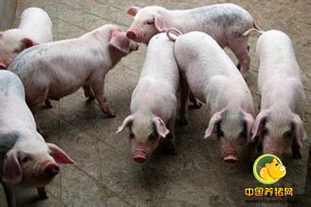 集约化电子游艺网站
仔猪腹泻的致病机理、致病因素分析及综合控制方案