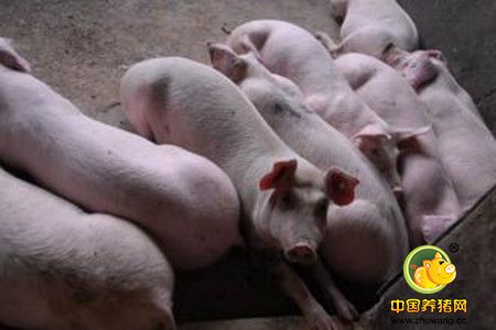 规模化养电子游艺网站
寄生虫病的防控要领