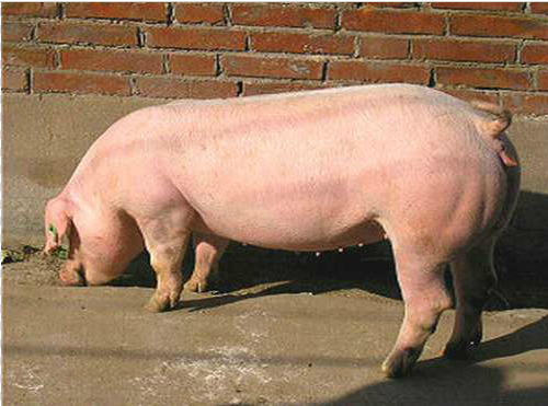 2017年1月14日全国各地区种猪市场最新价格行情