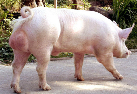 2017年1月15日全国各地区种猪市场最新价格行情