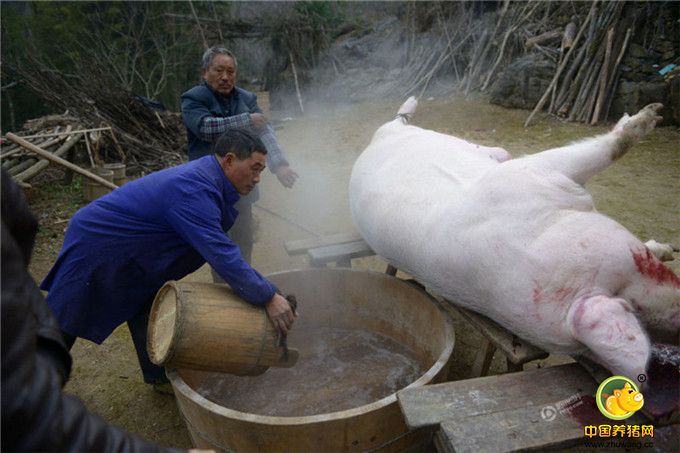 2017年1月5日，湖北省襄阳市，位于高寒山区的保康县马良镇赵家山村，年猪嚎叫声与众人加油号子声打破了山村平静，这是73岁村民王述顺家在杀年猪。这头年猪重达500多斤，论重量算是山里的“年猪王”。