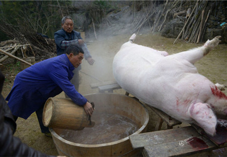 七旬老汉养出500斤“年猪王” 电子游艺平台
自留不卖