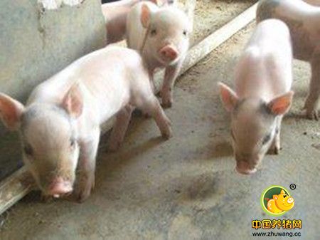 仔猪低血糖怎么办？电子游艺网站
防治仔猪低血糖办法高效！