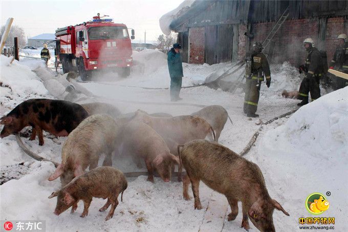 当地时间2017年1月21日，俄罗斯托木斯克，当地一私人养电子游艺网站发生火灾，消防员紧急救出近150头猪。