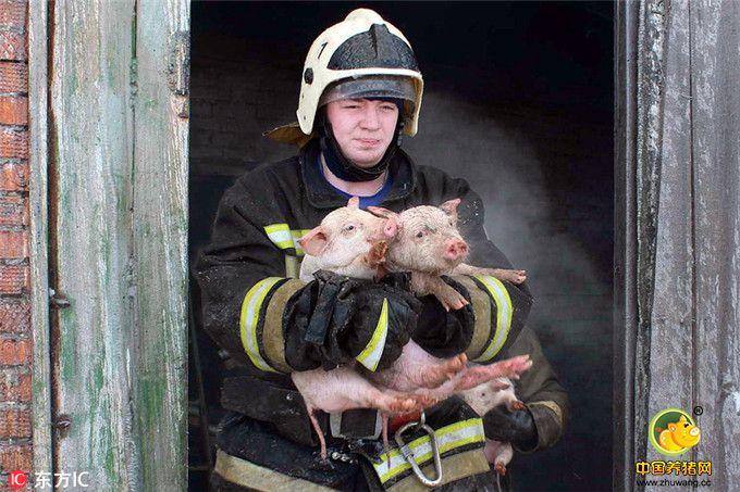 当地时间2017年1月21日，俄罗斯托木斯克，当地一私人养电子游艺网站发生火灾，消防员紧急救出近150头猪。